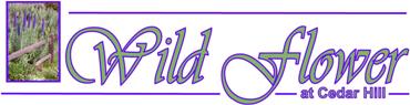 Wild Flower