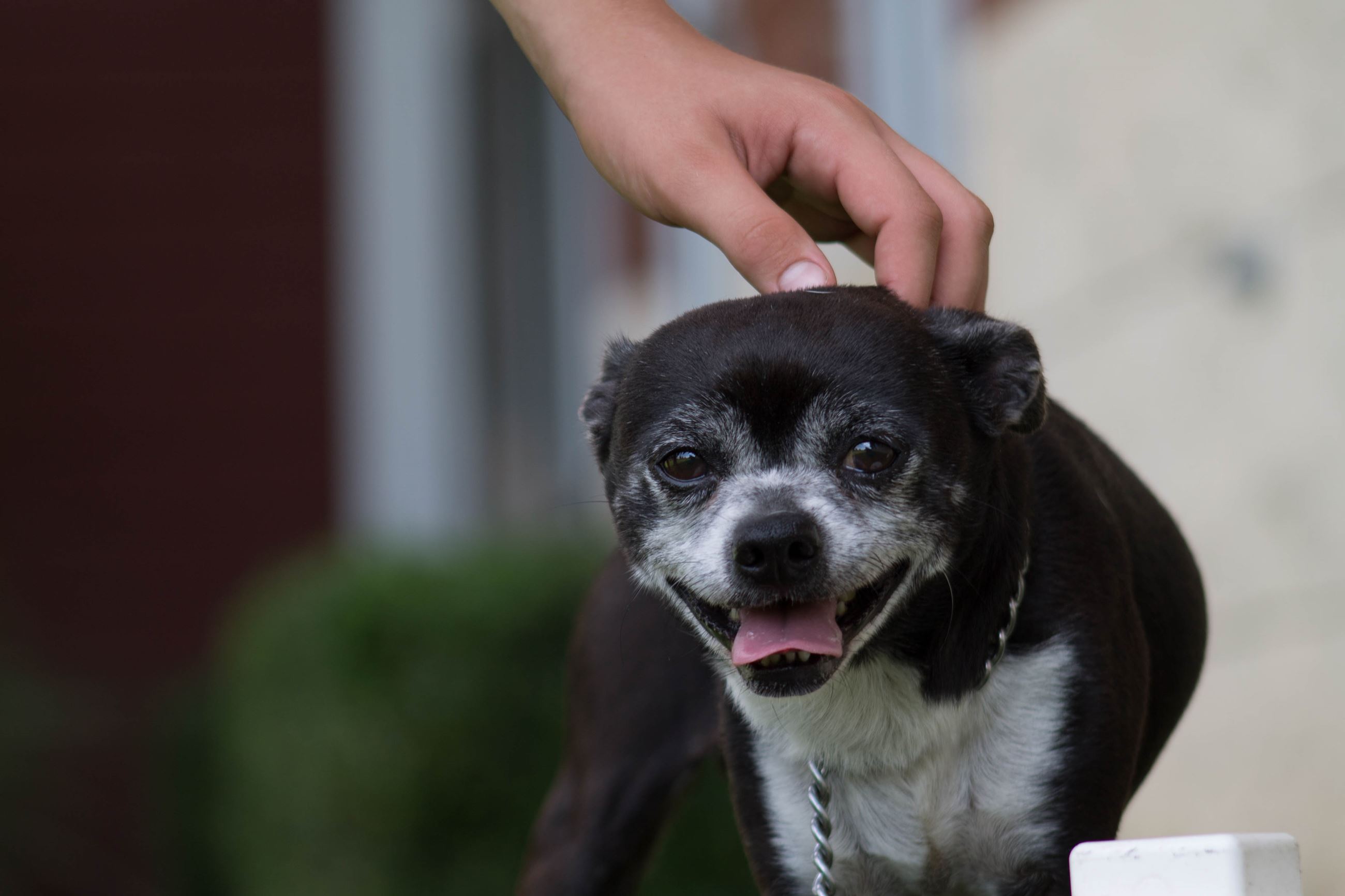 Dog getting its head scratched
