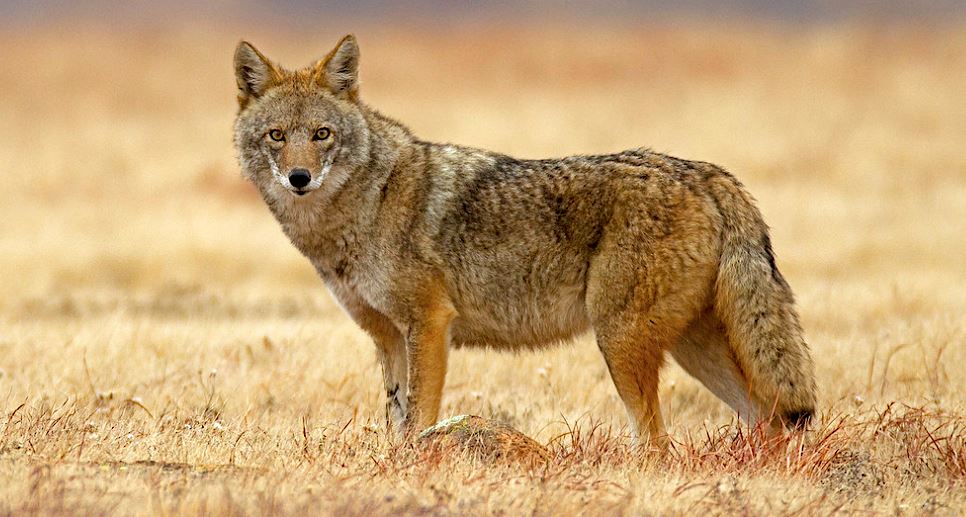 Coyote_1