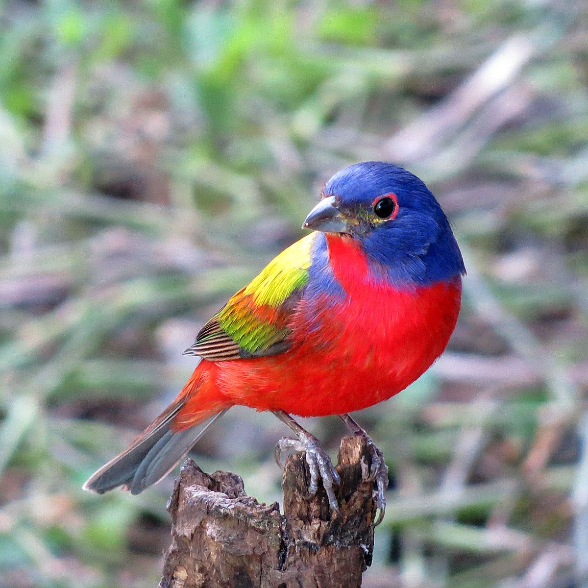 Male Painted Bunting don Faulkner, Flickr