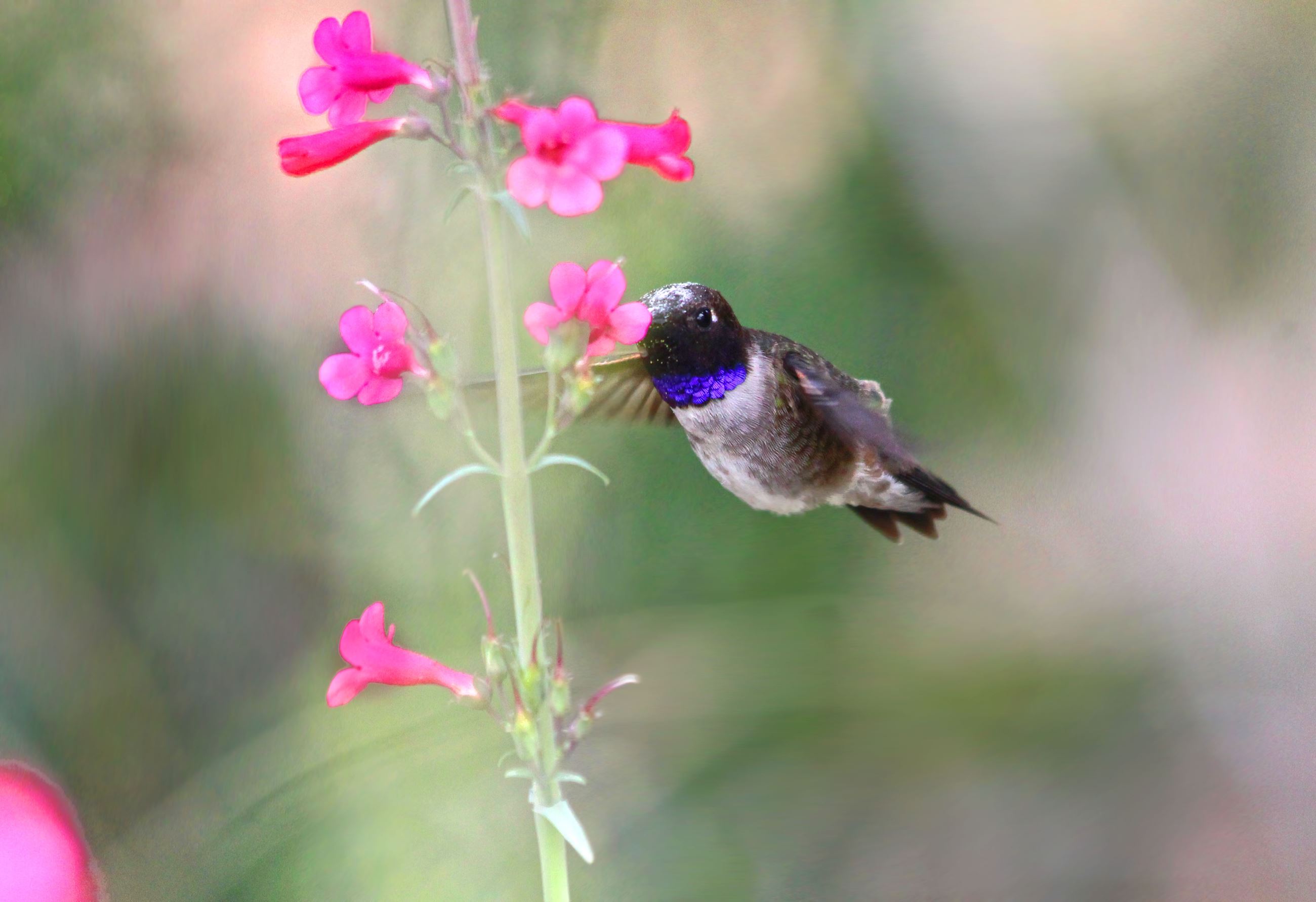 Black chinned Hummingbird Renee Grayson